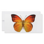 Bright Orange Butterfly photo cards