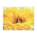 Bright Orange Calendula Blossom Post Cards