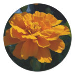 Bright Orange Marigold stickers