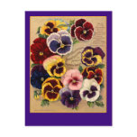 Bright Pansies Seed Packet Art on Cards Postcard