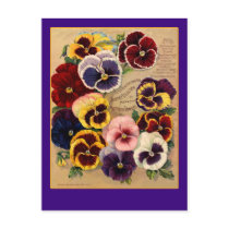 Bright Pansies Seed Packet Art on Cards Postcard