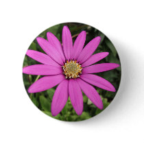 Bright pink African daisy