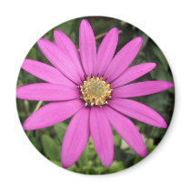 Bright pink African daisy Refrigerator Magnet