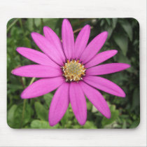 Bright pink African daisy Mouse Pads