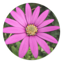 Bright pink African daisy Sticker