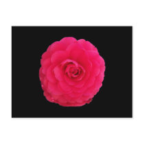 Bright Pink Camellia postcards