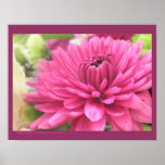 Bright Pink Flower Magenta Mum Photo Poster Print