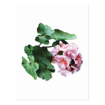 Bright Pink Geraniums Post Cards