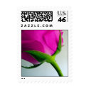 Bright PInk Rose postage