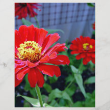 Bright red and yellow flowers flyer