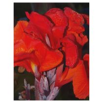 Bright Red Canna Lily Flyer