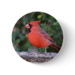 Bright Red Cardinal Button