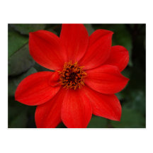 Bright Red Flower Post Card