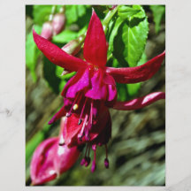 Bright Red Fuschia flower Flyer