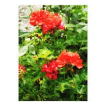 Bright Red Geraniums Announcement