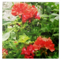 Bright Red Geraniums Tile