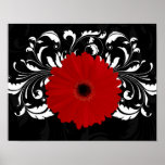 Bright Red Gerbera Daisy on Black Posters