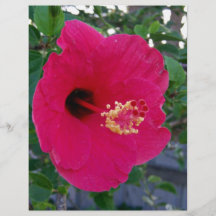 Bright Red Hibiscus Flower Flyer