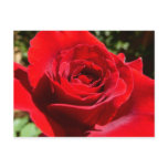 Bright Red Rose Postcard