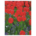 Bright Red Tulips Flyer