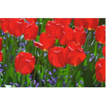 Bright Red Tulips Photo Cut Outs