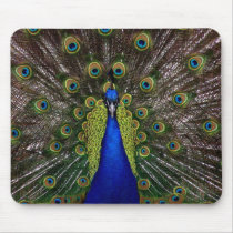 Bright regal peacock photo