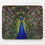 Bright regal peacock photo