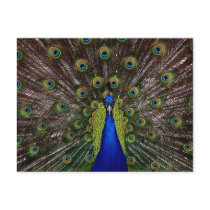 Bright regal peacock photo