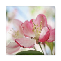 Bright Spring Apple Blossoms Fridge Magnets