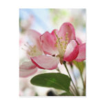 Bright Spring Apple Blossoms Postcard