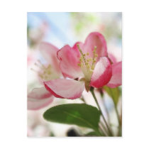 Bright Spring Apple Blossoms Postcard