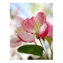 Bright Spring Apple Blossoms Postcard