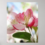 Bright Spring Apple Blossoms Posters