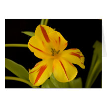 Bright Spring Tulip Greeting Cards