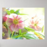 Bright Sunshine On Hellebore Flowers posters
