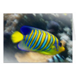 Bright yellow and blue fish greeting cards