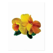 Bright Yellow and Orange Pansies Postcards