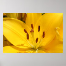 Bright Yellow Asiatic Lily Closeup Print