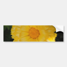 Bright Yellow Calendula Bumper Sticker