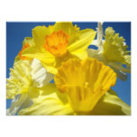Bright Yellow Daffodil Flowers Photography prints photography