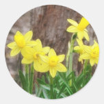 Bright Yellow Daffodils Sticker