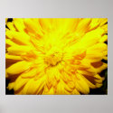 Bright Yellow Mum poster posters