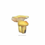 Bright Yellow Mushrooms Sculpture photo sculptures