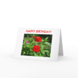 Bright Zinnias, HAPPY BIRTHDAY!