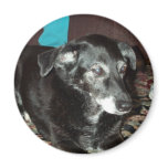 Brighton Magnet
