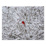 Brillant Cardinal ! 10x8 Photographic Print