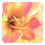 Brilliant Coral Daylily