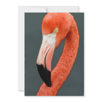 Brilliant Flamingo Invitation