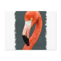 Brilliant Flamingo Postcard