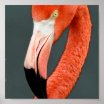 Brilliant Flamingo Poster Print